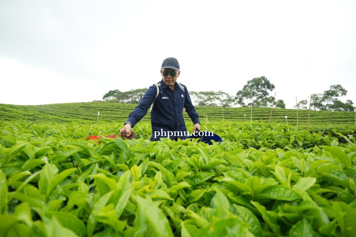 Teh dan Karet PalmCo Raih Laba Positif, Tonggak Sejarah Baru Holding Perkebunan Nusantara