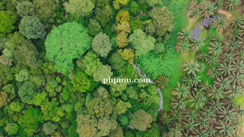 Holding Perkebunan Nusantara Berkomitmen Lindungi Flora-Fauna di 14 Ribu Ha Area HCV PalmCo