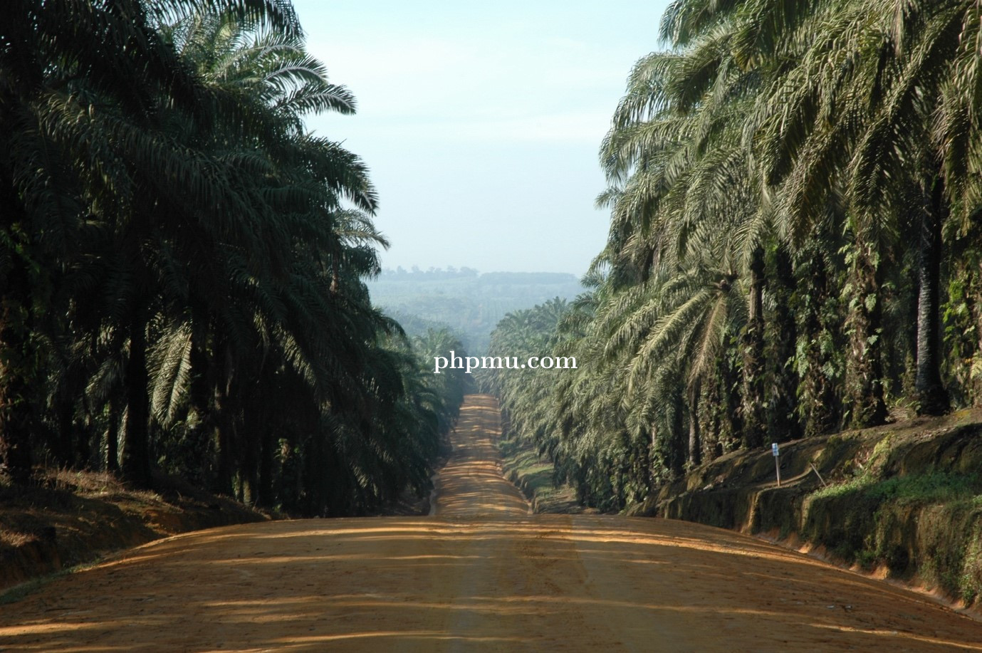 Kontribusi Pajak PalmCo Naik Signifikan, Holding Perkebunan Nusantara Perkuat Peran dalam Pembanguna