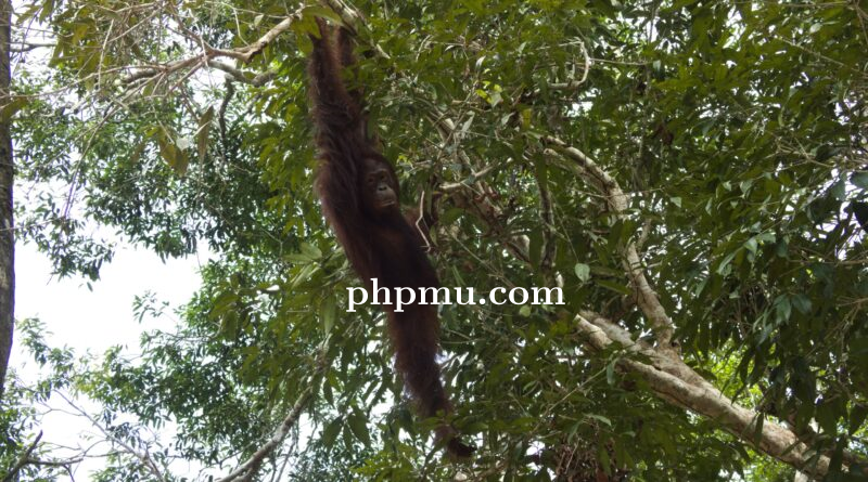 Holding_Perkebunan_Nusantara_Dukung_Konservasi_Orang_Utan_Kalimantan_Lewat_PalmCo.png