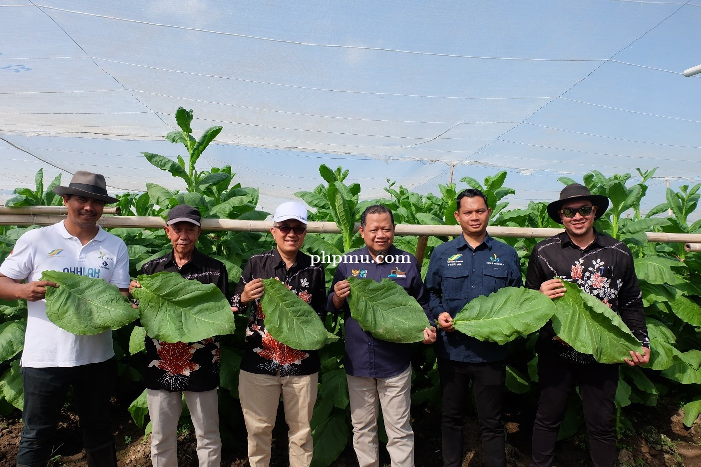 PTPN I Regional 4 Kebun Tembakau Gelar Panen Perdana